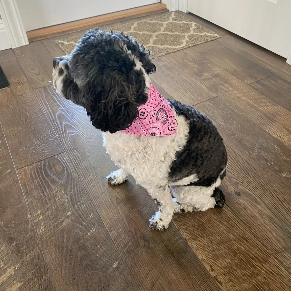 Pink Bandana Dog Collar